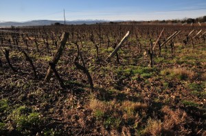 frankreich_languedoc_jeff_carrel_saint_roch_1