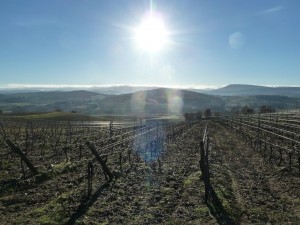 frankreich_languedoc_jeff_carrel_saint_roch_5