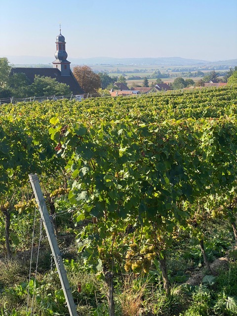 Battenfeld Spanier Frauenberg Riesling Großes Gewächs 2024 BIO
