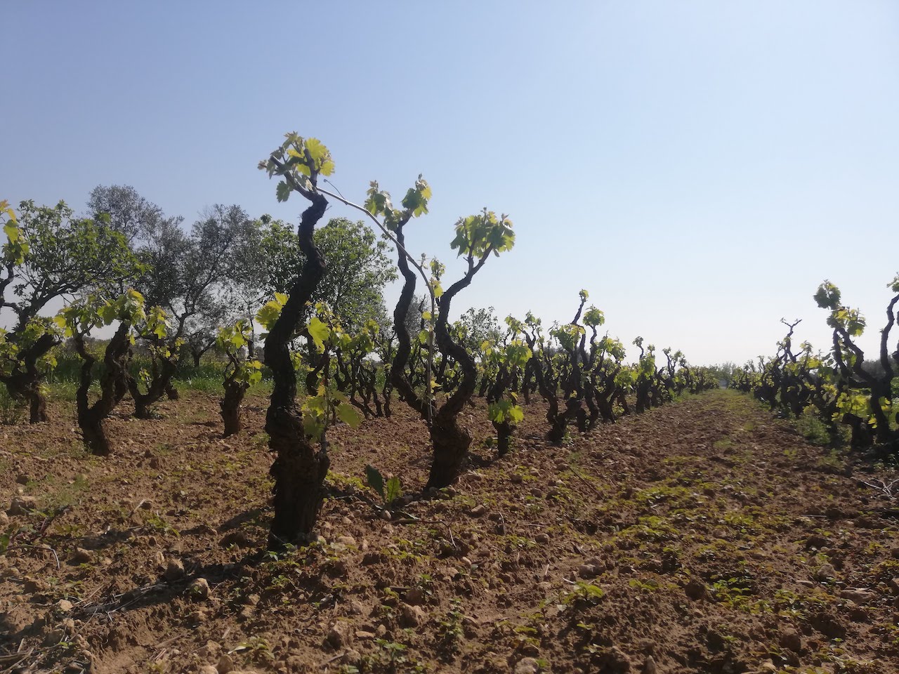San Donaci Duca del Salento Primitivo
