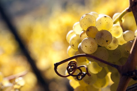 Dönnhoff Höllenpfad im Mühlenberg Riesling GG 2020