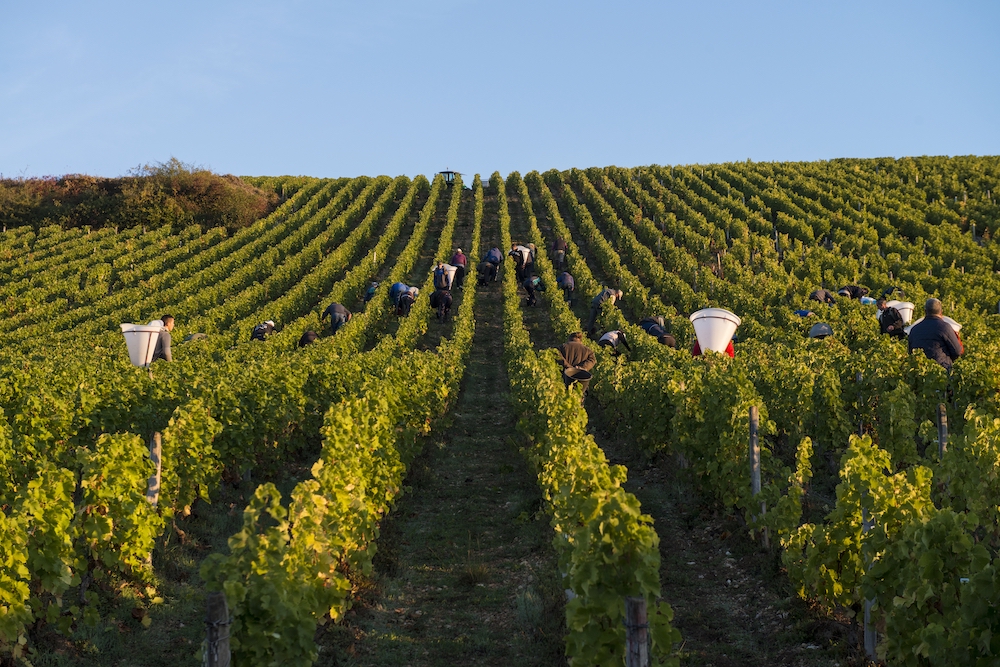 Henri Bourgeois Pouilly Fumé