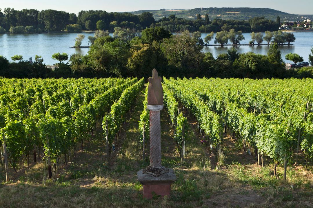 Peter Jakob Kühn Jacobus Riesling trocken 2022 BIO