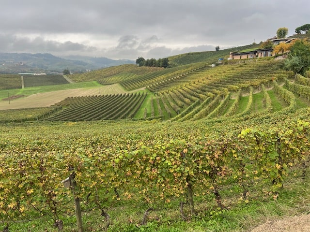 Piero Busso Barbera d'Alba Majano 2023