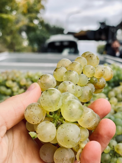Schwedhelm Wotan Kalkfels Riesling 2021 trocken