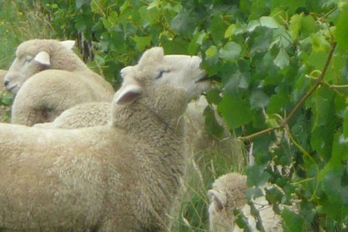 Te Mañia Wines