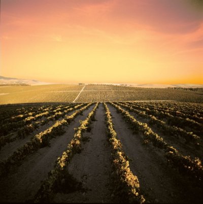 Barbadillo-Amontillado-Medium-dry-Sherry-2.jpg