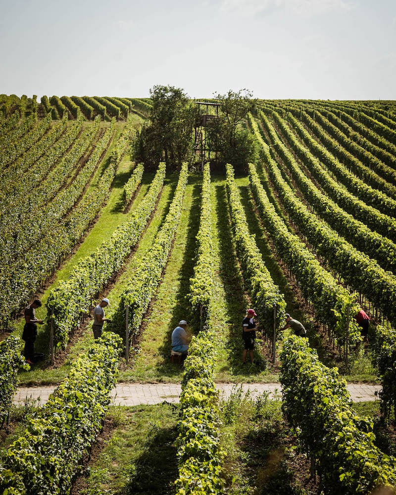Weinreich Rosengarten Riesling 2021 BIO
