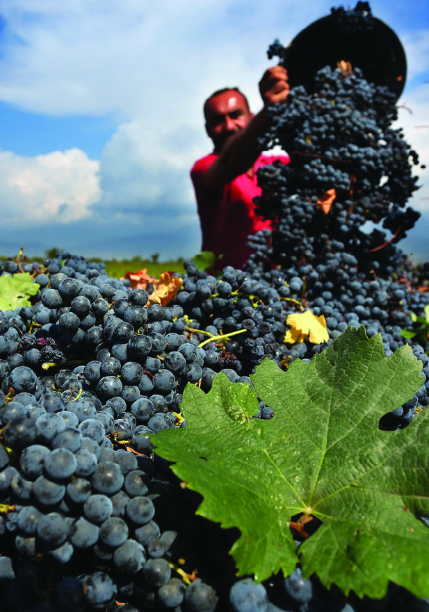 DoReMi Wine Mtsvane Amber Dry 2021