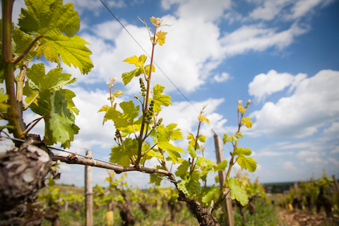 Joblot Givry Le Empreinte 1er Cru 2020