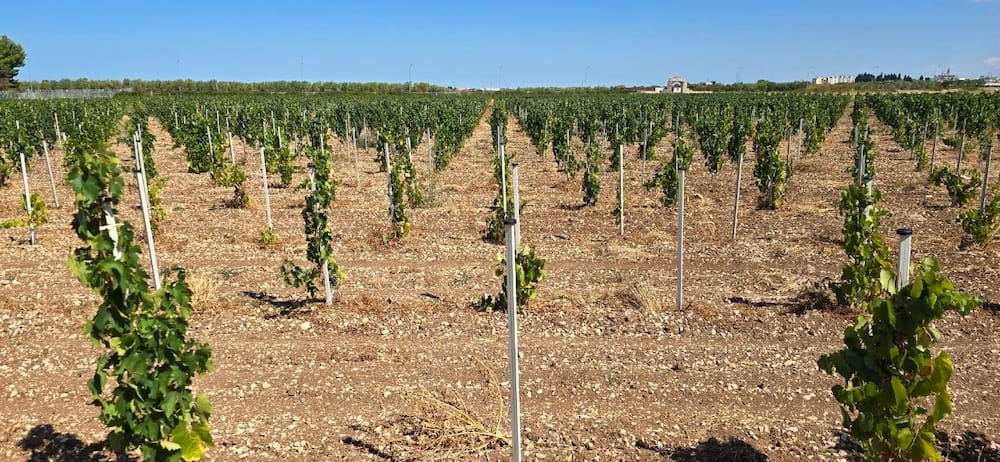 Cantina Angiuli Donato Nero di Troia Puglia Rosso
