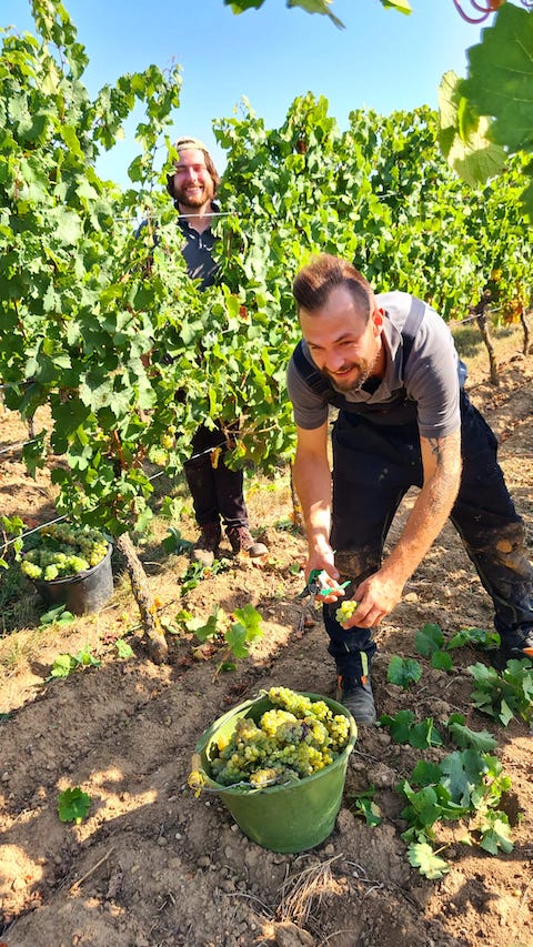 Dietrich während der Weinlese