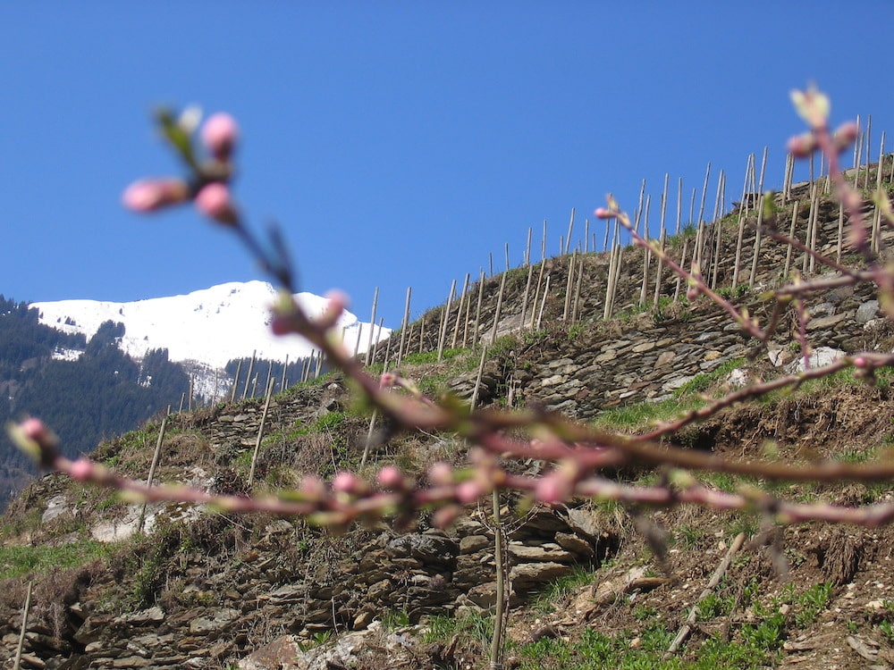 Domaine des Ardoisières Argile IGP Vin des Allobroges 2023 BIO