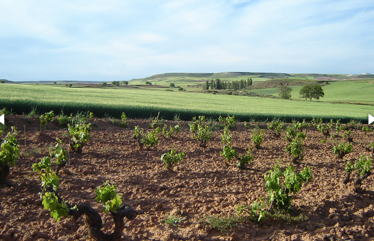 Château Pontet-Canet Paulliac 2009