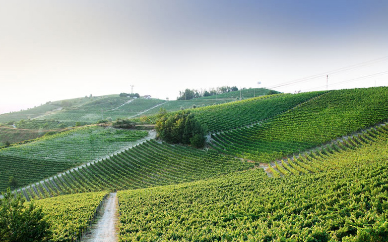 Azienda Vitivinicola Patrizi