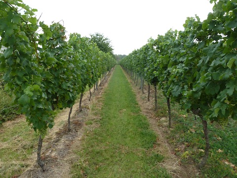 Dietrich Riesling halbtrocken 1,00 Liter