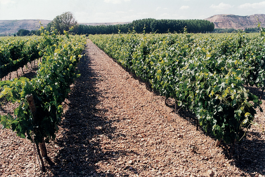 Monteabellon Avaniel tinto