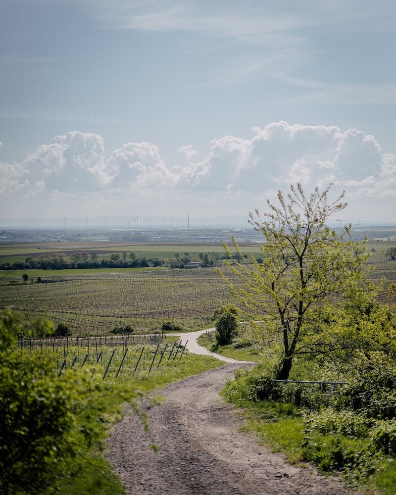 Weingut Metzger Riesling Montagne du Soleil brut nature