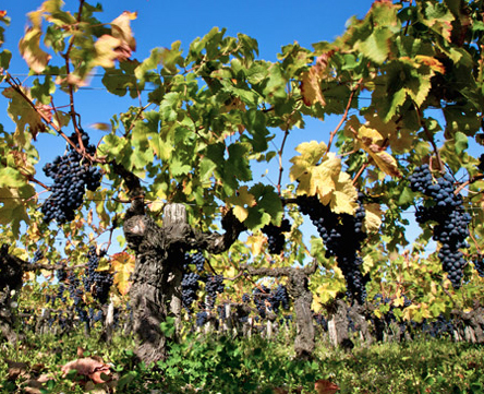 Château Pontet-Canet Paulliac 2009