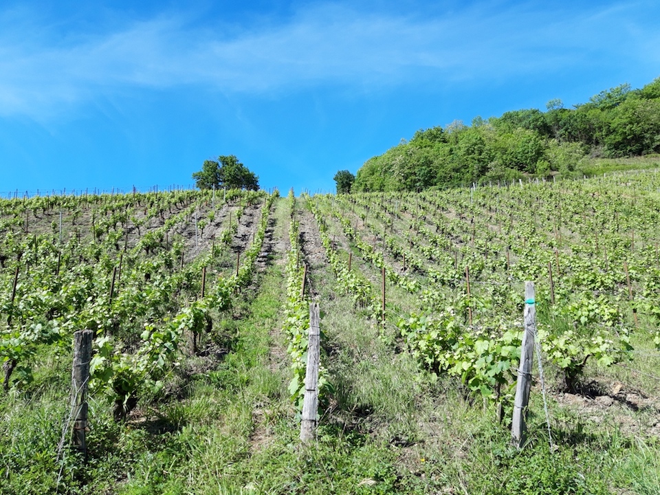 Domaine Berthet-Bondet Cotes du Jura Tradition 2016 BIO