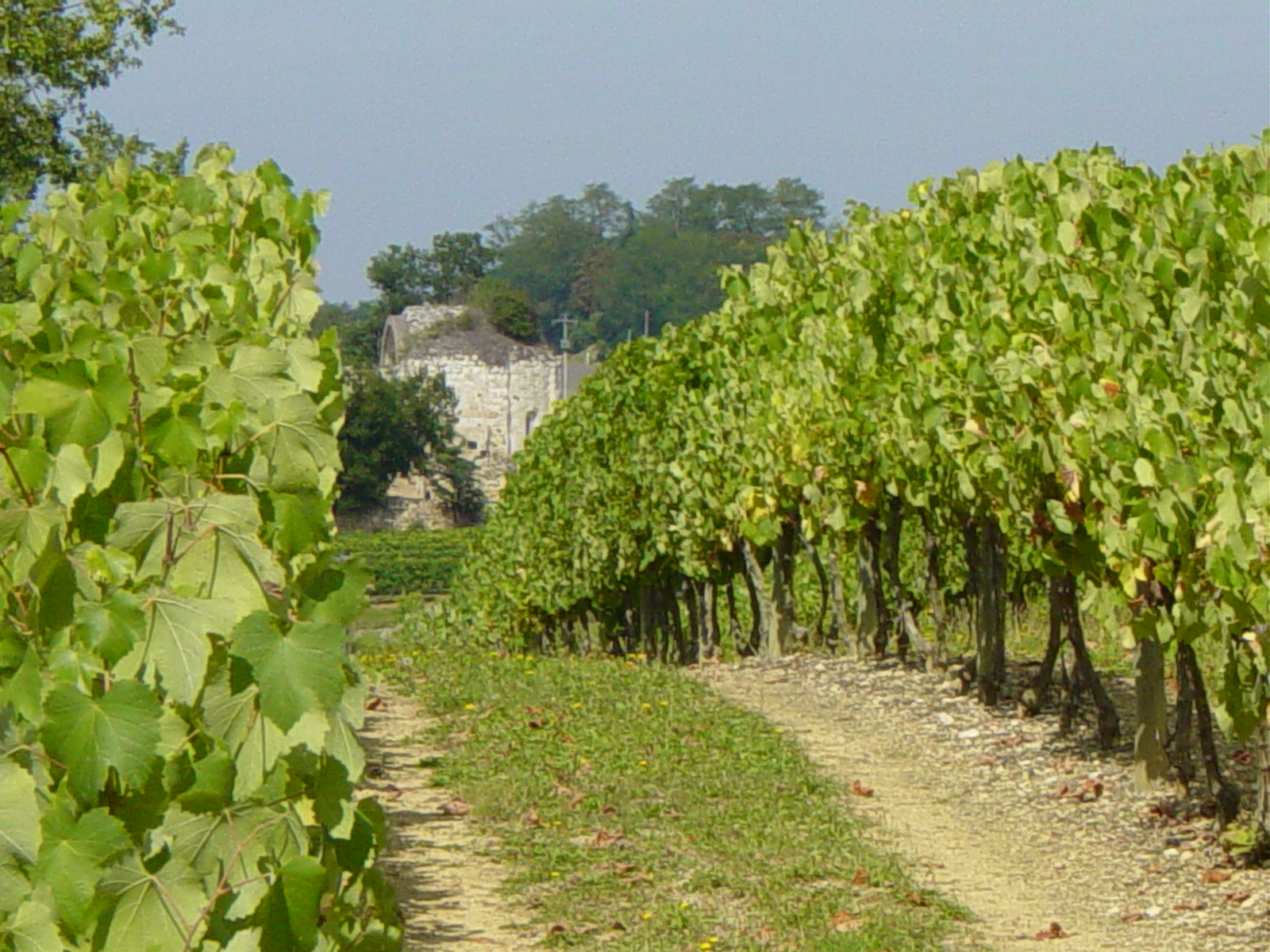 Domaine-Saint-Lannes-blanc-Cotes-de-Gascogne-3.jpg