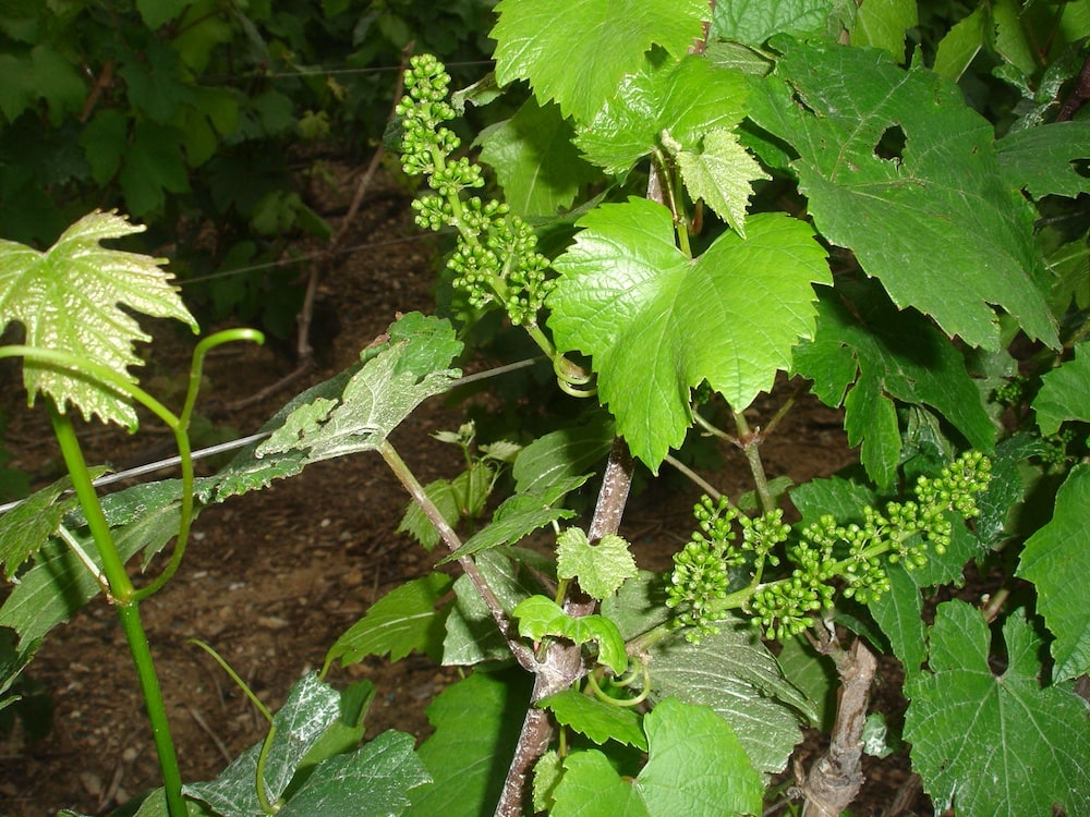 De Sousa Champagne Rosé BIO