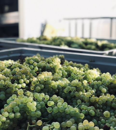 Schwedhelm Schwarzer Herrgott Riesling 2020 trocken