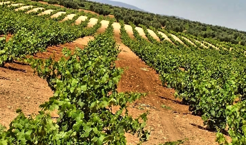 Bodega Coop. La Soledad