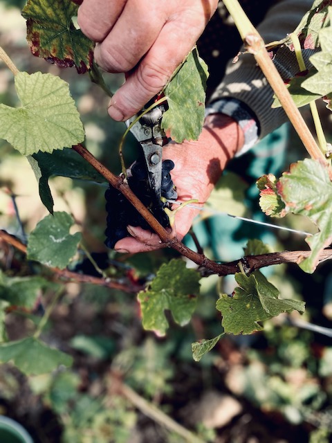 Schwedhelm Wotan Kalkfels Riesling 2021 trocken