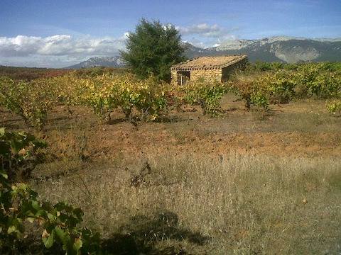 Custero tinto Rioja 2023 BIO