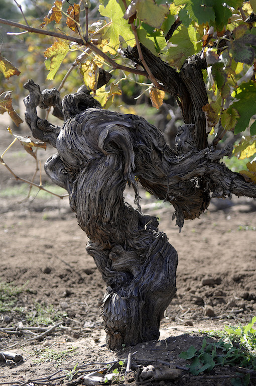 Domaine Bousquet Gran Malbec BIO