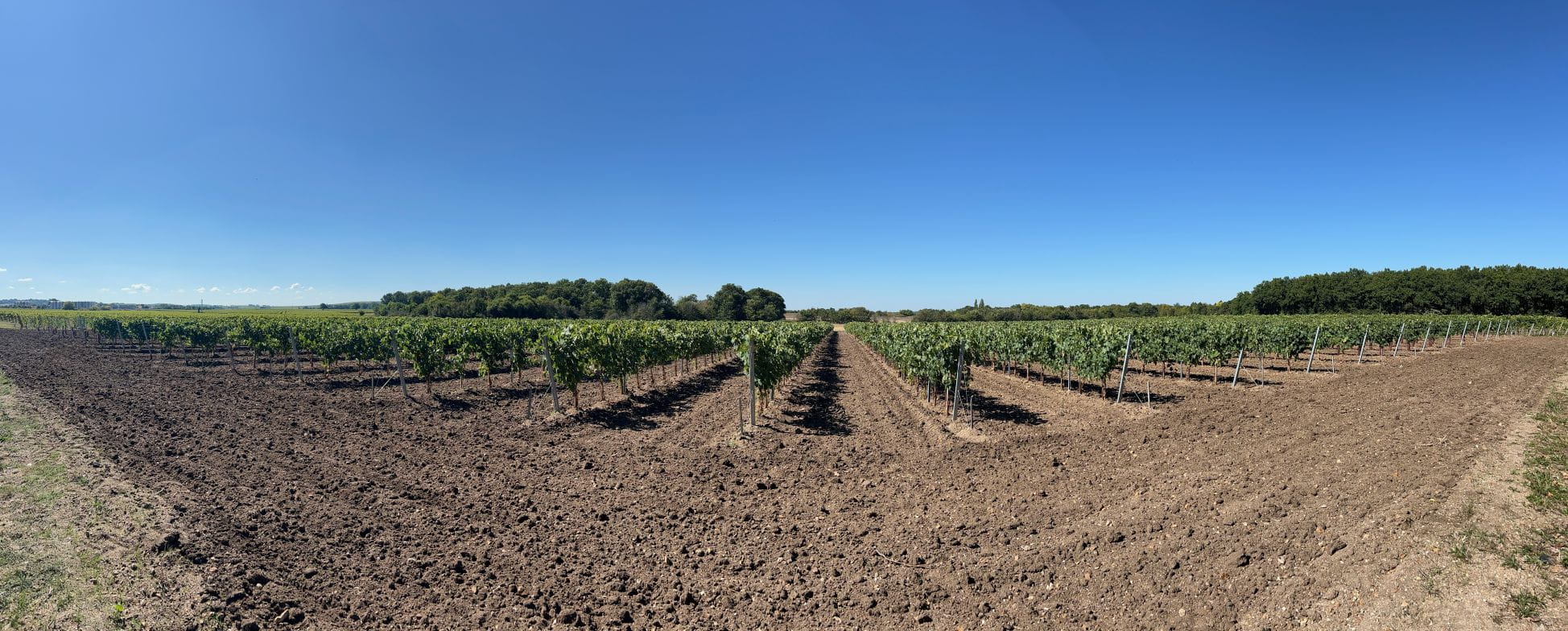 Cognac Seguinot Reserve