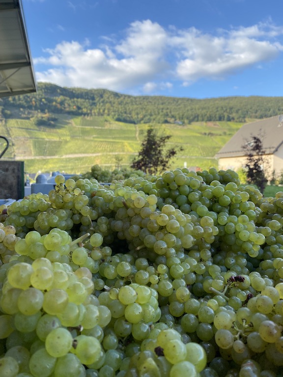 Julian Haart Haart Riesling 2024