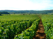 Weinbergslage Puligny-Montrachet.