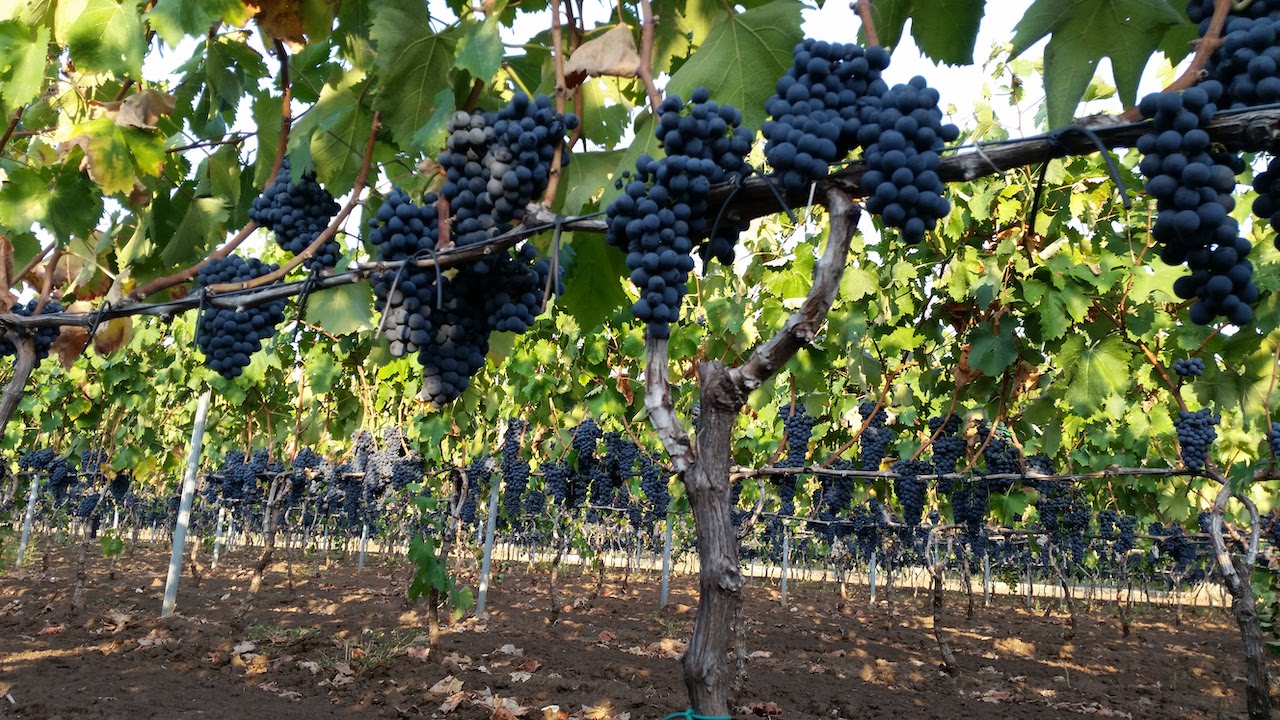 San Donaci Duca del Salento Primitivo
