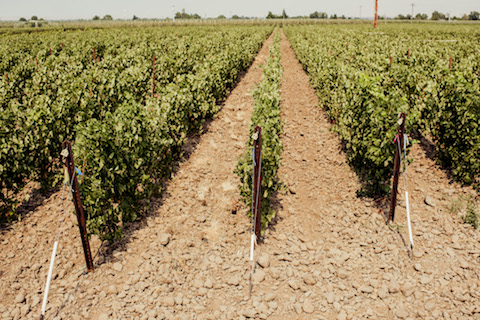 Force Majeure Estate Cabernet Sauvignon 2016