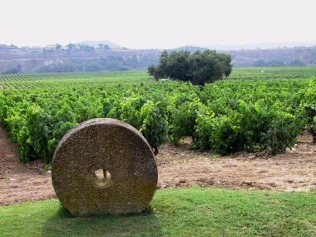 Contino Rosado 2019