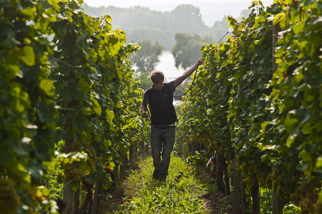 Peter Jakob Kühn Hallgarten Riesling Alte Reben 2022 BIO