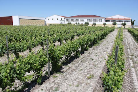 Ermelinda Sandstone Shiraz