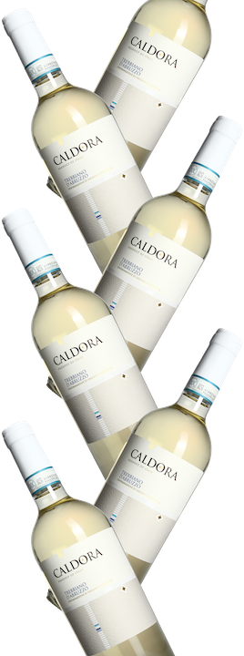 Caldora Trebbiano d'Abruzzo 12er Set