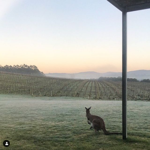 Shaw and Smith Shiraz 2018