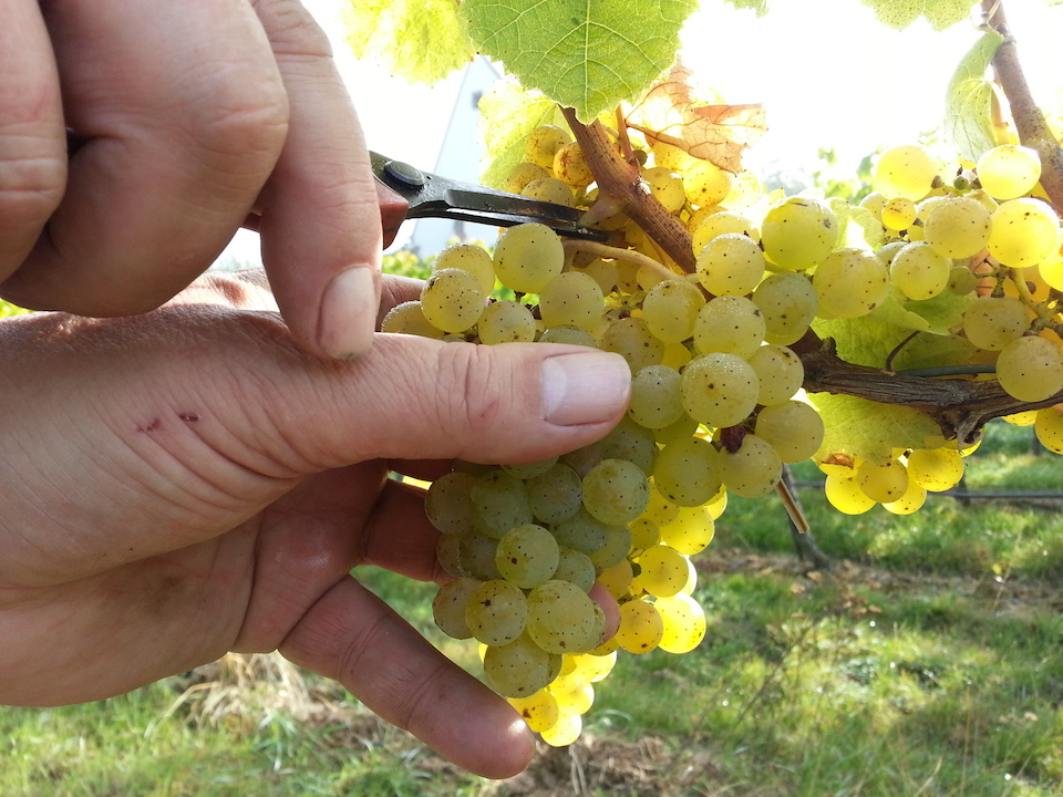 Richard Östreicher Chardonnay Rossbach 2021 BIO