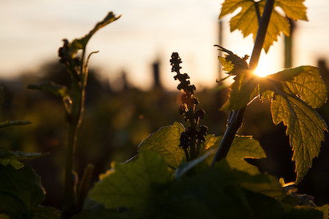 Joblot Givry Le Empreinte 1er Cru 2020