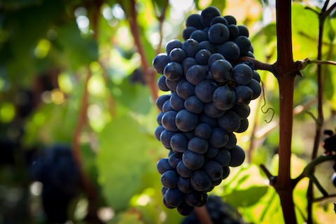 Joblot Givry Le Empreinte 1er Cru 2020