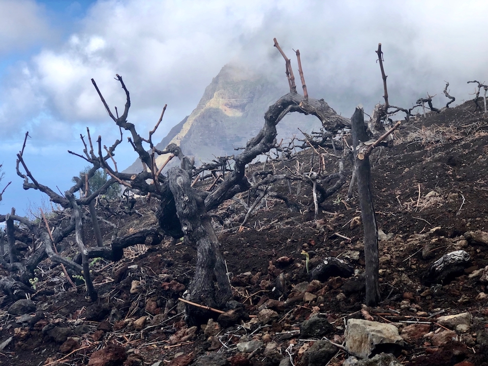 Bimbache El Hierro blanco 2022