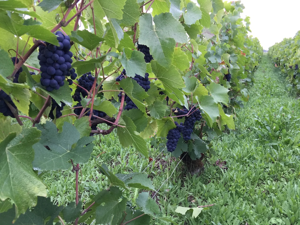 Georges Laval Les Longues Violes 2016 Brut Nature BIO