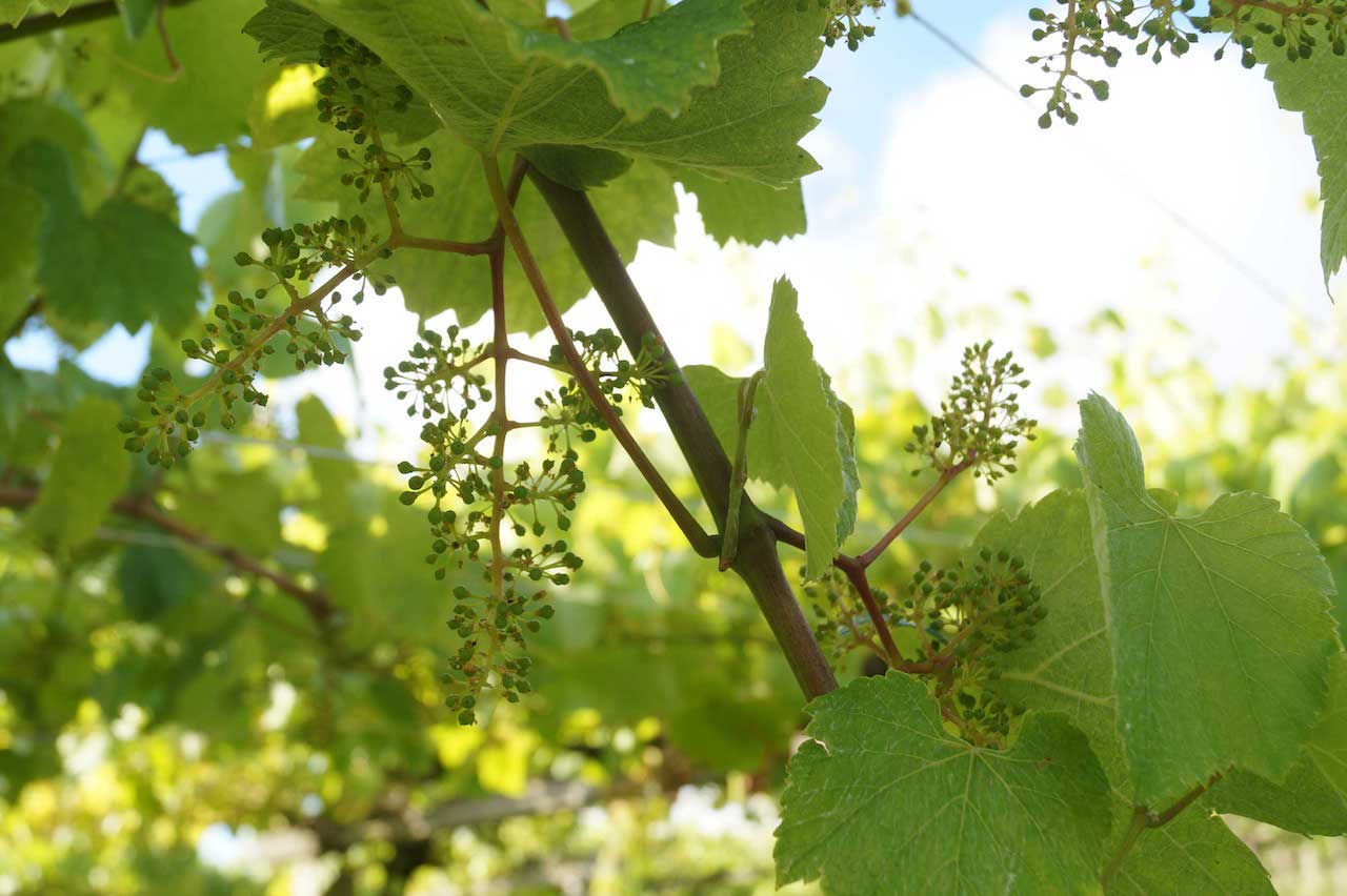 Fulcro Nas Dunas Albariño 2018