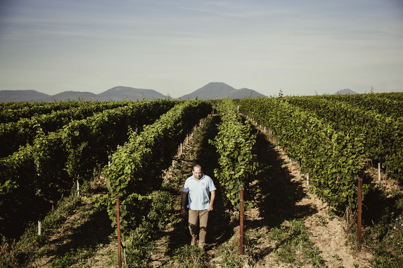 Oliver Zeter Sauvignon Blanc 2024