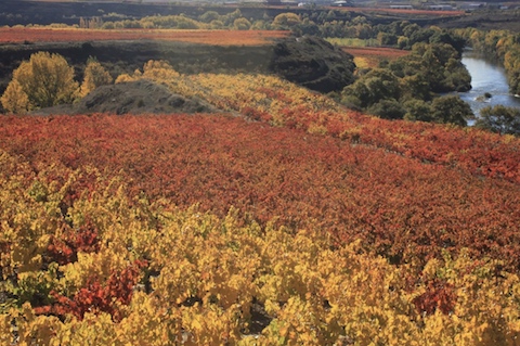 Hacienda Lopez de Haro Crianza