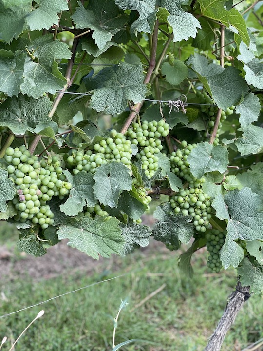 Künstler Hochheim Hölle GG Riesling trocken 2019